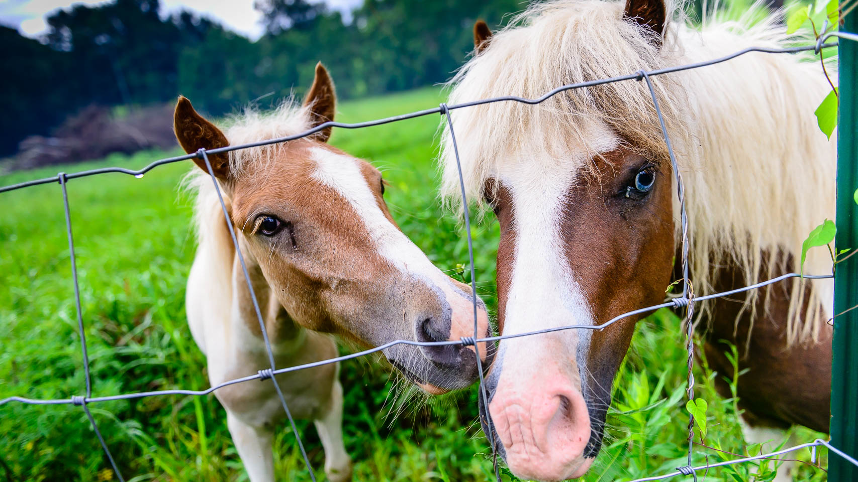 bp-horses-170711-8004361-the-equine-practice-inc